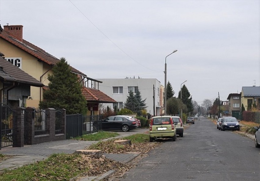 Wycinka drzew w Oświęcimiu. Na ulicy Piłsudskiego wycięto blisko 30 sztuk dorodnych drzew w związku z zaplanowanym remontem drogi [ZDJĘCIA]