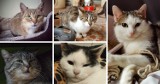 Koty do adopcji w Tarnowskich Górach i okolicach. Schronisko w Miedarach poszukuje nowego domu dla zwierzaków. Zobacz GALERIĘ