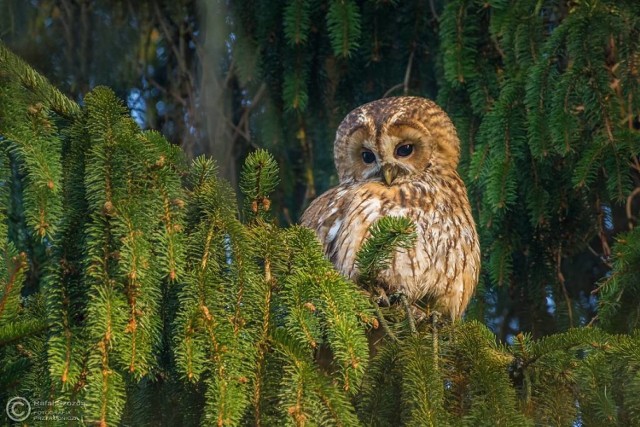 W maju to właśnie zdjęcie autorstwa Rafała Szozdy dostało wyróżnienie redakcji National Geographic Polska.