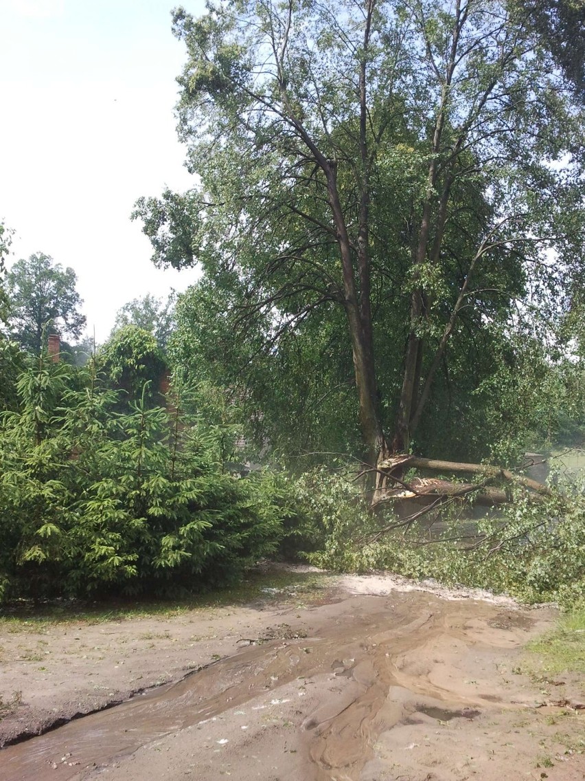 Gradobicie, połamane drzewa, połamane słupy energetyczne. Nawałnica w Orlu Wielkim