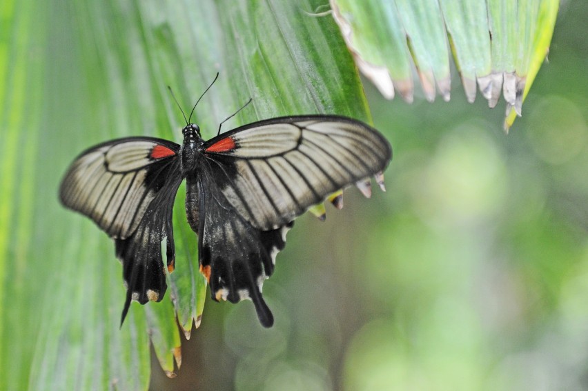 Motyle w Palmiarni