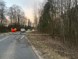 Powiat chrzanowski. 26 interwencji straży pożarnej. Bilans wichury szalejącej nad regionem [ZDJĘCIA] 