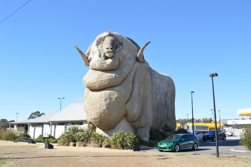 Tzw. Big Merino (Wielki Merynos) w Goulburn w Australii. W...
