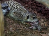 Niedzielne narodziny w zoo - na świat przyszły maleńkie surykatki. ZDJĘCIA