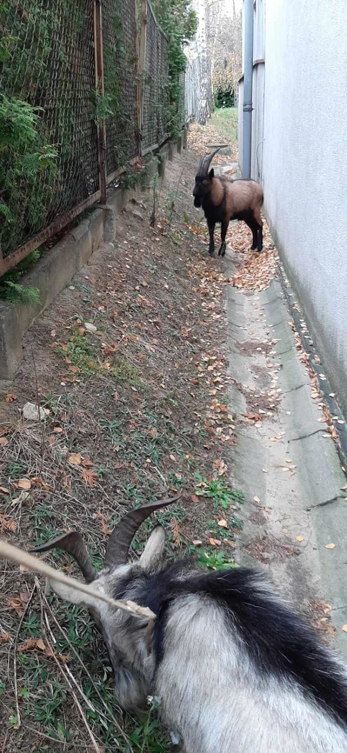 Kozy błąkały się po ul. Budowlanych. Właściciel poszukiwany. ZDJĘCIA