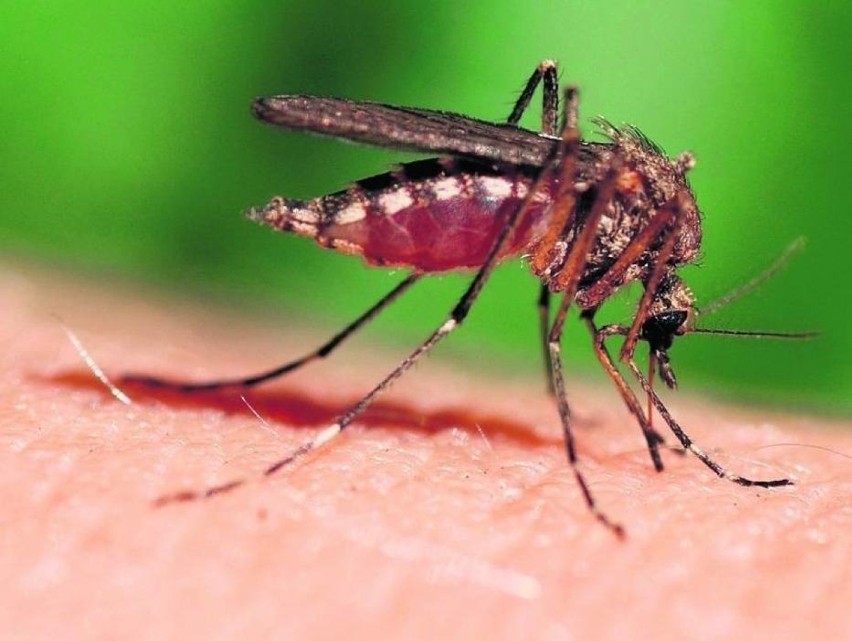 Radny z Olkusza jerzykami chce walczyć z komarami