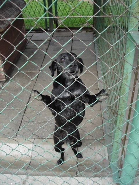 SKANDAL: W raciborskim schronisku głodzono psy? Tak twierdzą obrońcy zwierząt