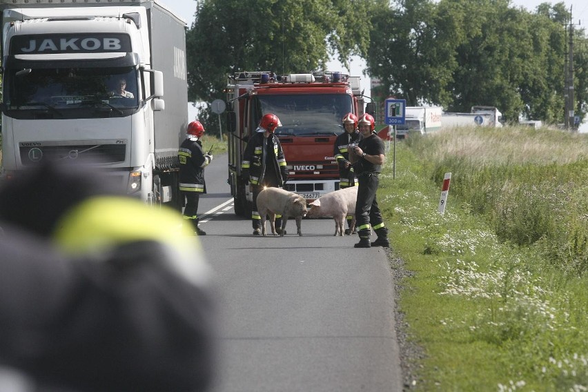 Wypadek ciężarówki ze świniami na trasie Legnica - Złotoryja (ZDJĘCIA)