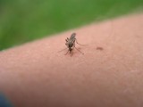 Do walki z komarami