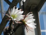 Palmiarnia: Zobacz, jak kwitną kaktusy [ZDJĘCIA]