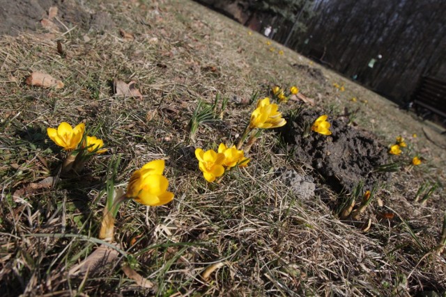 W Parku Śląskim już wiosna: przebiśnieg, krokus, bazie [ZDJĘCIA ...