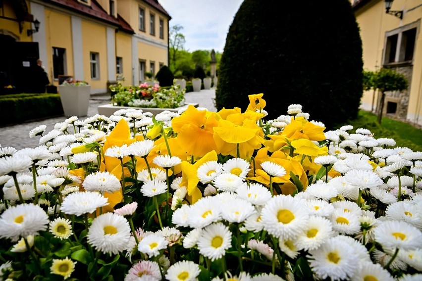 Wałbrzych: Wiosenne kwiaty zakwitły w zamku Książ (ZDJĘCIA)