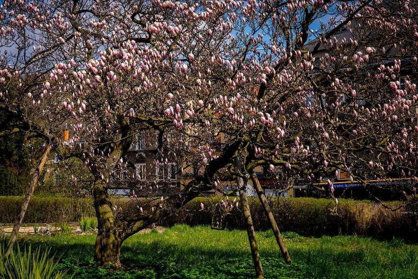 Wałbrzych: Cud natury. Kwitnie najstarsza magnolia. To...
