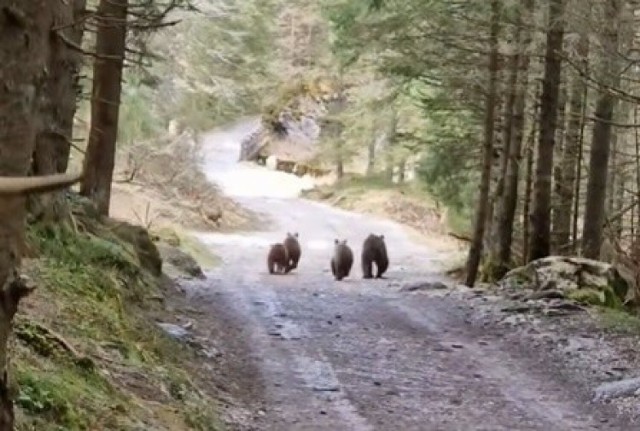 Screen z nagrania czterech niedźwiedzi w Dolinie Kościeliskiej