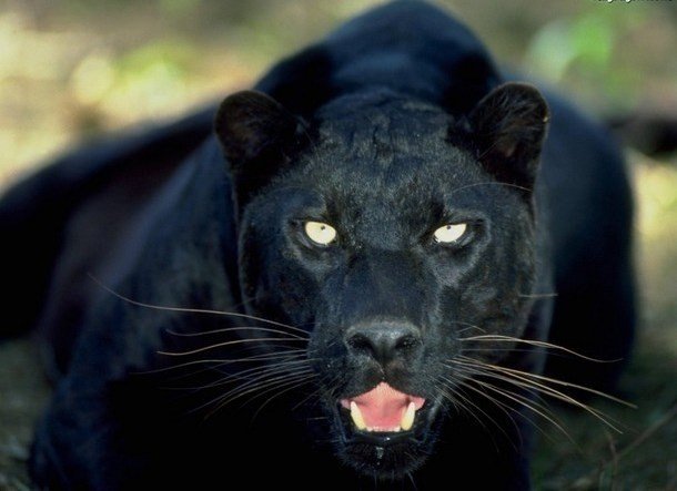 Wielki kot powraca, czyli podążaliśmy po tropach czarnej pumy | Cieszyn  Nasze Miasto
