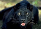 Wielki kot powraca, czyli podążaliśmy po tropach czarnej pumy