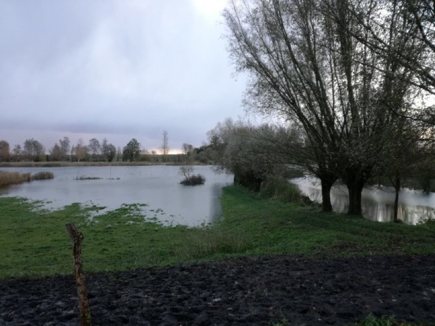 Żuławy. Tzw. zjawisko cofki podniosło poziom wody w Tudze,...