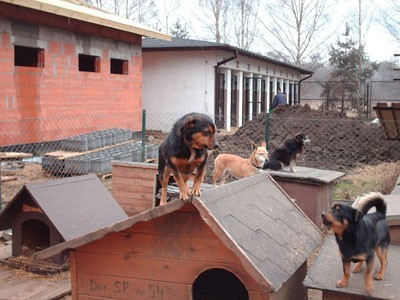Schronisko dla bezdomnych zwierząt jest w rozbudowie, bo zwierząt wciąż przybywa