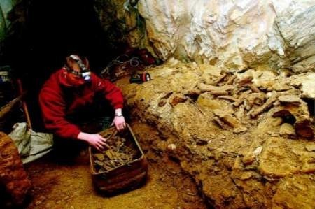 Piotr Hudziec pokazuje odkryte niedawno kości prehistorycznych zwierząt fot. Dariusz Gdesz