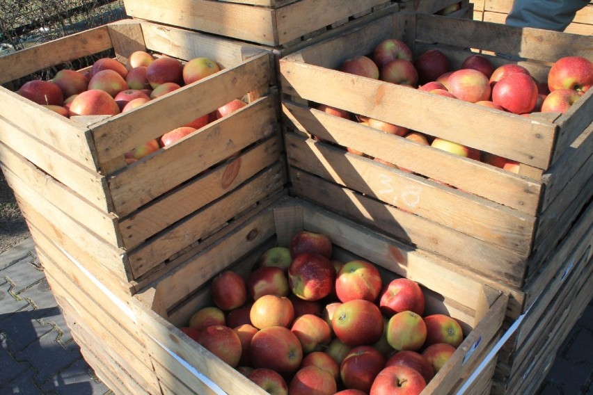 Gmina Puławy: Rozdadzą jabłka po raz drugi