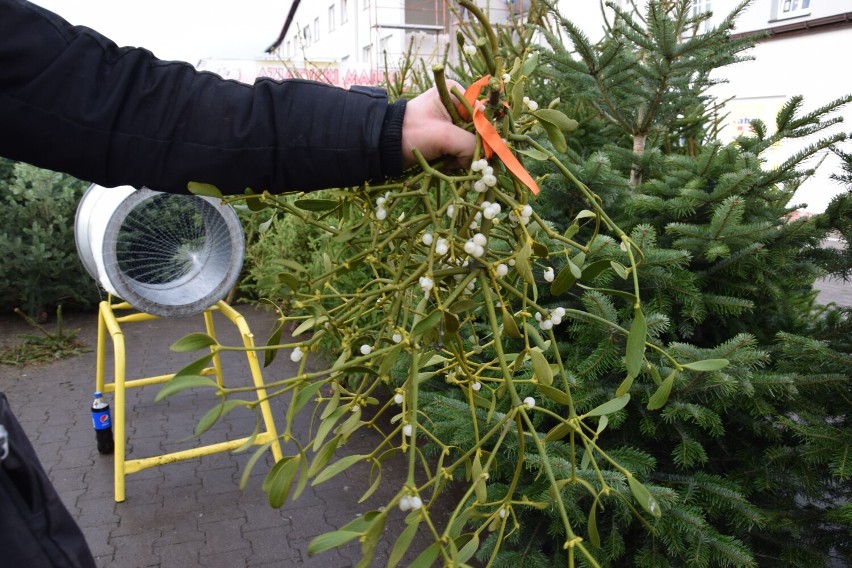 Po ile choinki w Szczecinku? Tyle kosztują świąteczne drzewka w tym roku [zdjęcia]