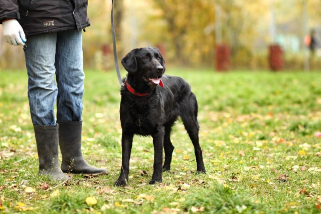 Piorun (nr ew. 1604/15) to miks labradora. Ten psiak charakteryzuje się wyjątkową urodą - jego dumna sylwetka przyciąga wzrok już z daleka, a czarne futro dosłownie lśni w promieniach słońca. 

Piorun został wykastrowany w schronisku. Jest dynamicznym psem, pełnym radości życia, który wprost uwielbia spacery i wspólne igraszki. Szukamy dla Pioruna domu z doświadczonymi opiekunami, na tyle ambitnymi, by chcieli włożyć trochę pracy w ułożenie psa. Taka praca z psem to prawdziwa przyjemność, a jej efekty widać dość szybko. 

Piorun to inteligentny i pojętny pies, który dzięki odpowiedniej zachęcie szybko nauczy się wszystkiego. Obecnie dość mocno reaguje na inne psy. Nie polecamy go więc do domu ze zwierzętami. Piorun uwielbia ludzi i głaskanie. Bardzo się łasi i przytula. Do ludzi jest łagodny. Ma jednak sporo siły i na razie nie najlepiej umie chodzić na smyczy, ale z pewnością się nauczy.

Jeżeli chcesz dowiedzieć się więcej o Piorunie albo wziąć go na spacer skontaktuj się z Bożenką 531 377 47, Edytą 881 755 881 lub Asią 604 133894.

Zobacz też: Adoptuj psa z Palucha z naszemiasto.pl [GALERIA 1]