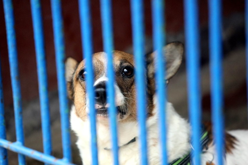 Te pieski i kotki czekają na adopcję w legnickim schronisku, zobaczcie ich zdjęcia