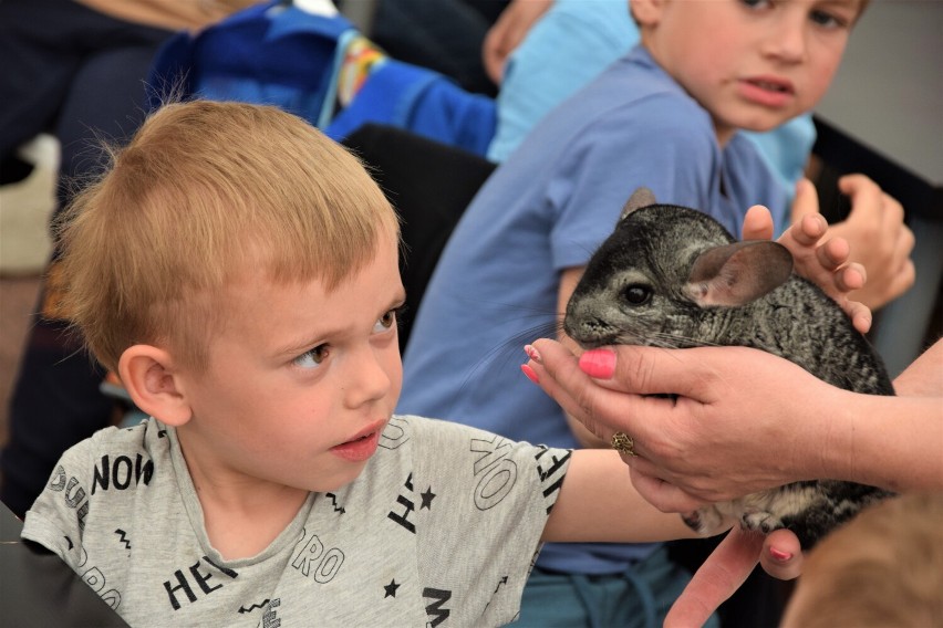 Zajęcia edukacyjne w Zoo Borysew koło Poddębic. Wielka atrakcja dla dzieci. Zobacz ZDJĘCIA