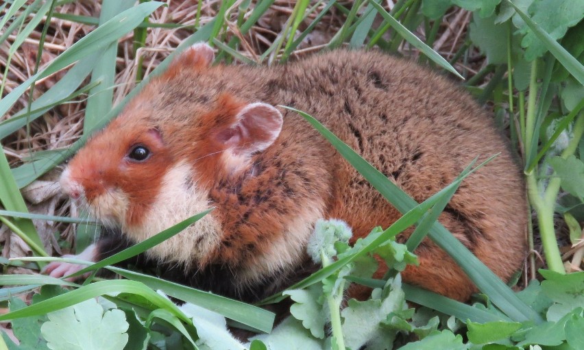 Poznańskie zoo zaangażuje się w odtwarzanie populacji...