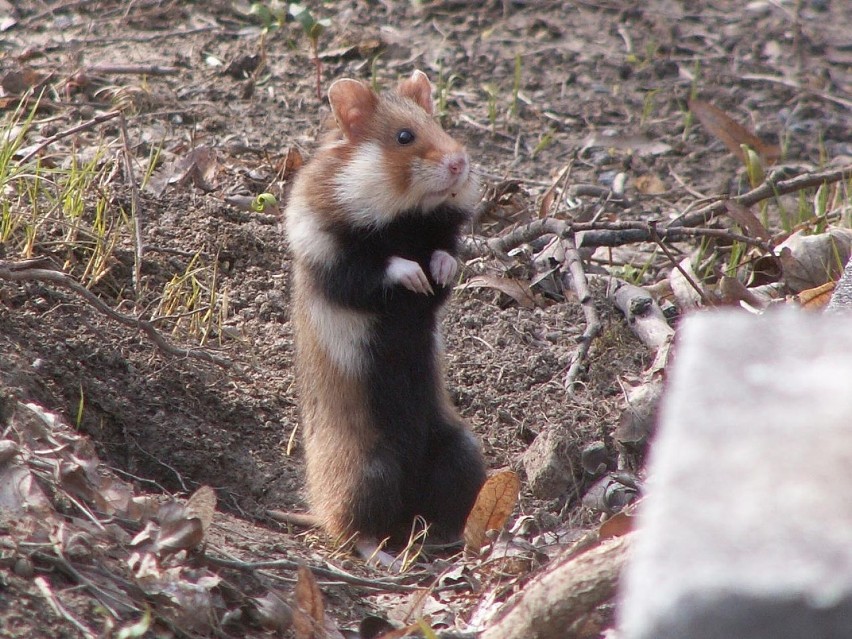 Poznańskie zoo zaangażuje się w odtwarzanie populacji...