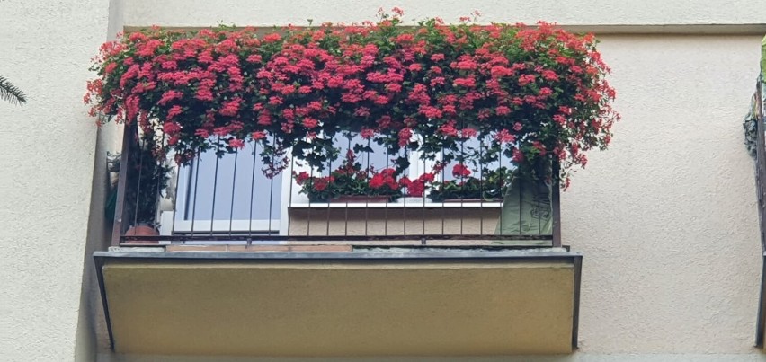 Klub Relax Śrem: Konkurs na Najbardziej Ukwiecony Balkon - zobaczcie te balkony!