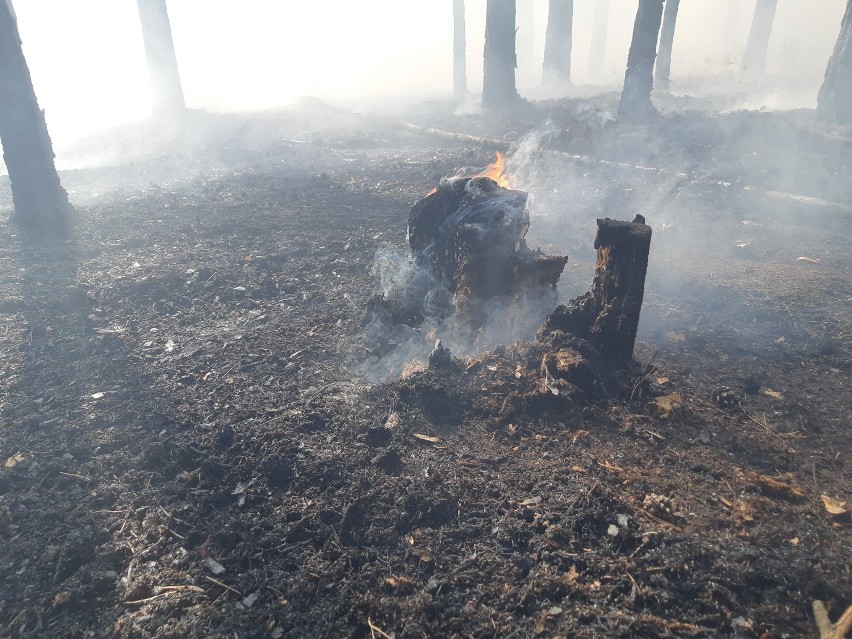 W dwa dni spłonęły blisko 2 ha lasów i 3 ha nieużytków. Pożar gasiło kilkanaście zastępów [zdjęcia]