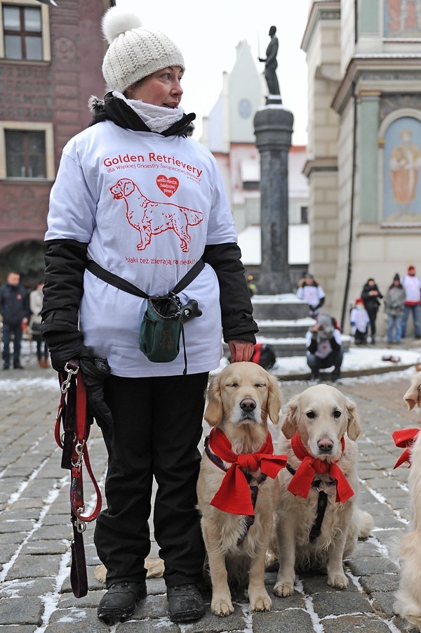 Poznań: Golden retrievery kwestują dla WOŚP [ZDJĘCIA]