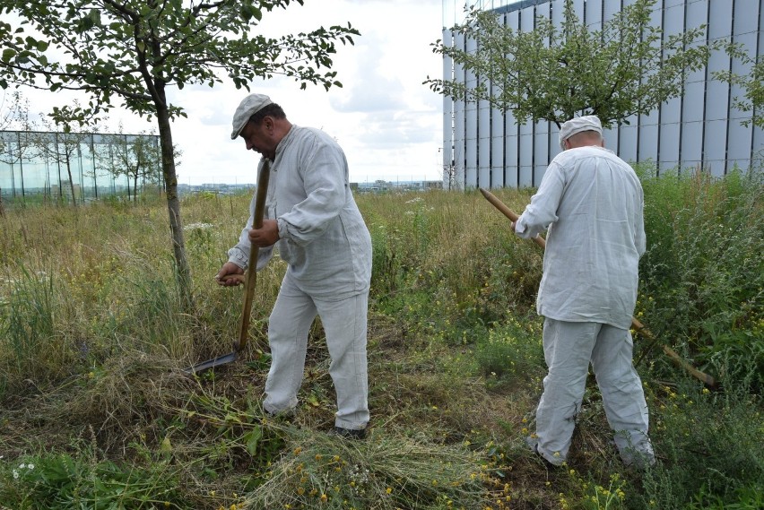 Kosy poszły w ruch! Podniebne sianokosy na tarasie widokowym Centrum Spotkania Kultur w Lublinie. Zobacz zdjęcia