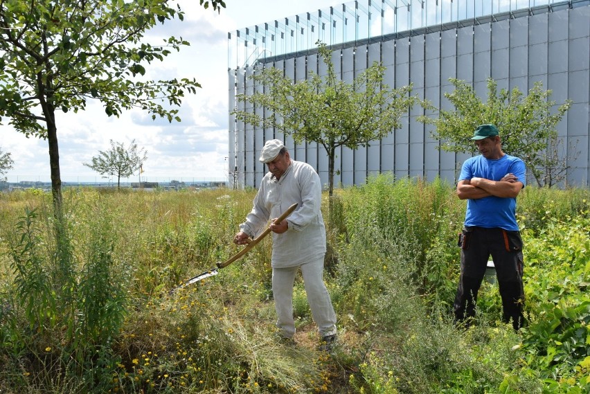 Kosy poszły w ruch! Podniebne sianokosy na tarasie widokowym Centrum Spotkania Kultur w Lublinie. Zobacz zdjęcia