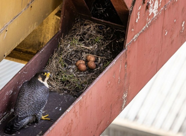 W tym roku, tak jak w poprzednich latach, para sokołów oczekuje tu na swoje potomstwo, wysiadując cztery jaja