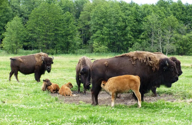 Tych pięknych bizonich maluchów już niebawem nie będzie można zobaczyć w Kurozwękach. Tak zdecydowali urzędnicy. Są one według nich zagrożeniem dla żubrów.