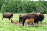 Uratuj bizony w Kurozwękach! Podpisz internetową petycję