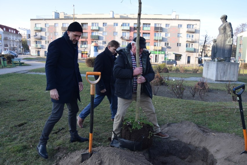 Dwanaście drzew posadzono przy pomniku Marii Konopnickiej w...