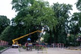 Przycinka drzew w parku Chrobrego. Następne czekają na decyzje urzędników