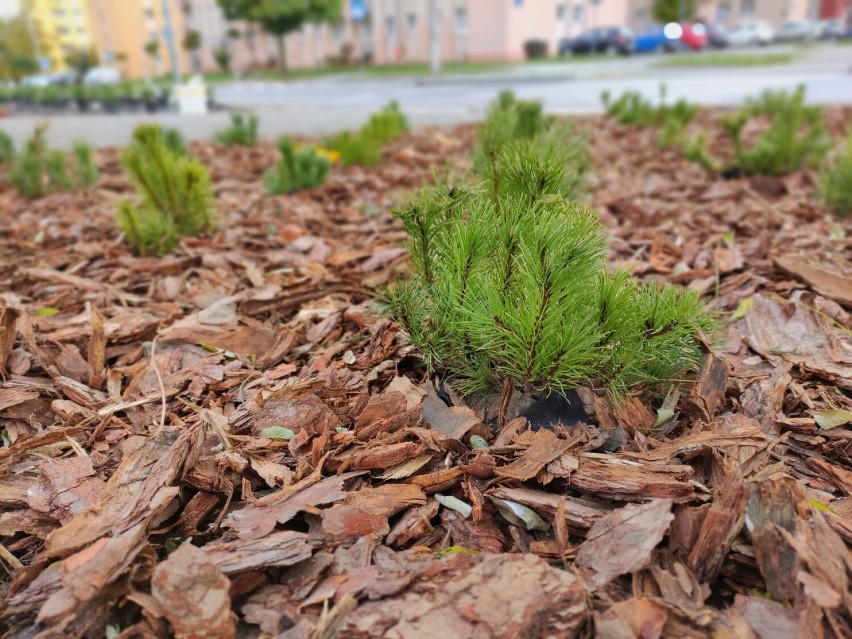 Nasadzane są jałowce i sosna górska