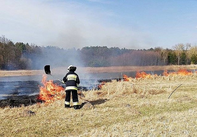 Rozpoczęła się wiosenna zmora strażaków zawodowych i ochotników z powiatu międzyrzeckiego. Codziennie gaszą kilka pożarów traw!