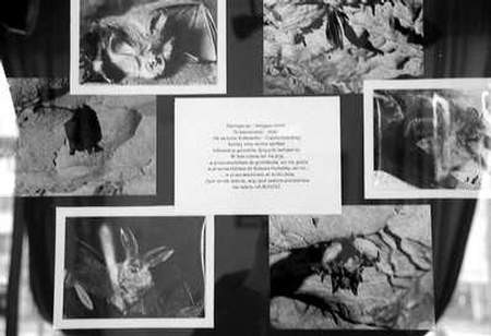 W jaskiniach jurajskich speleolodzy zimą napotykają kolonie nietoperzy. Odnaleźli tu przedstawicieli wszystkich 21 rodzimych gatunków tych ssaków. ZDJĘCIE: JACENTY DĘDEK