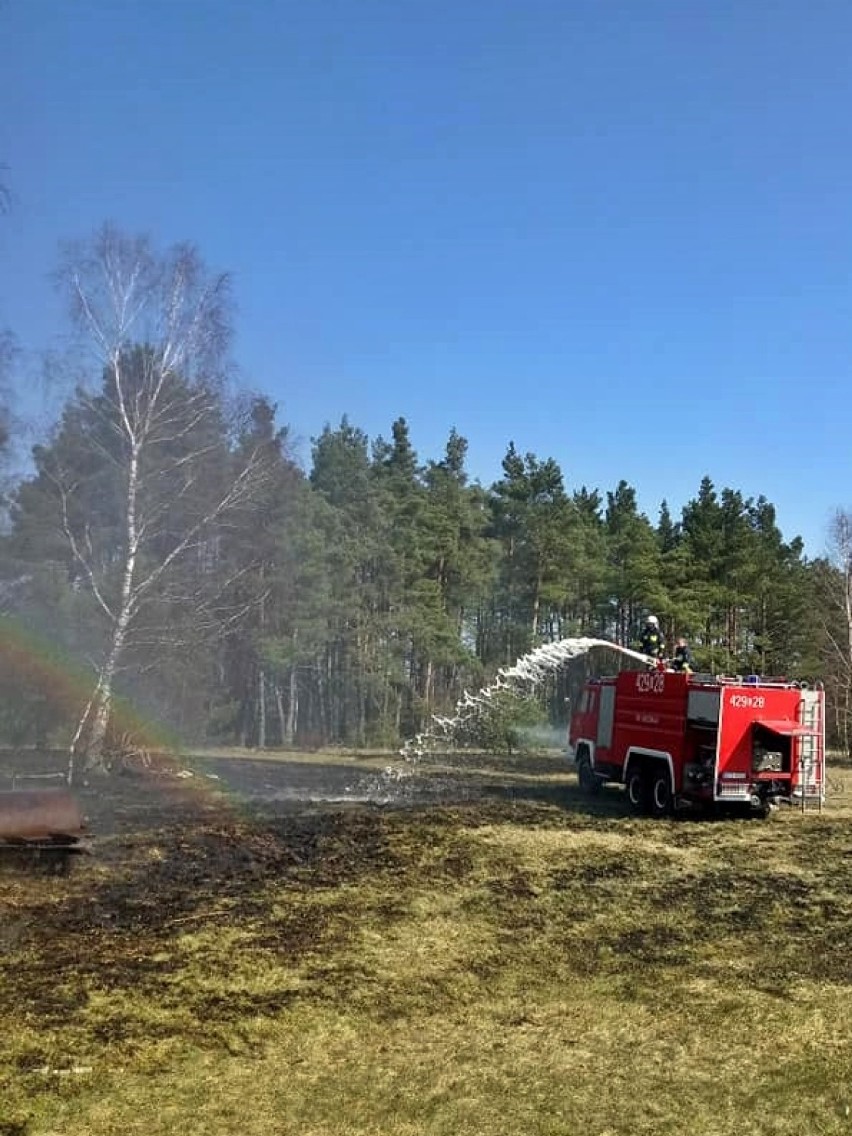 Strażacy gasili pożar poszycia leśnego w Breńsku