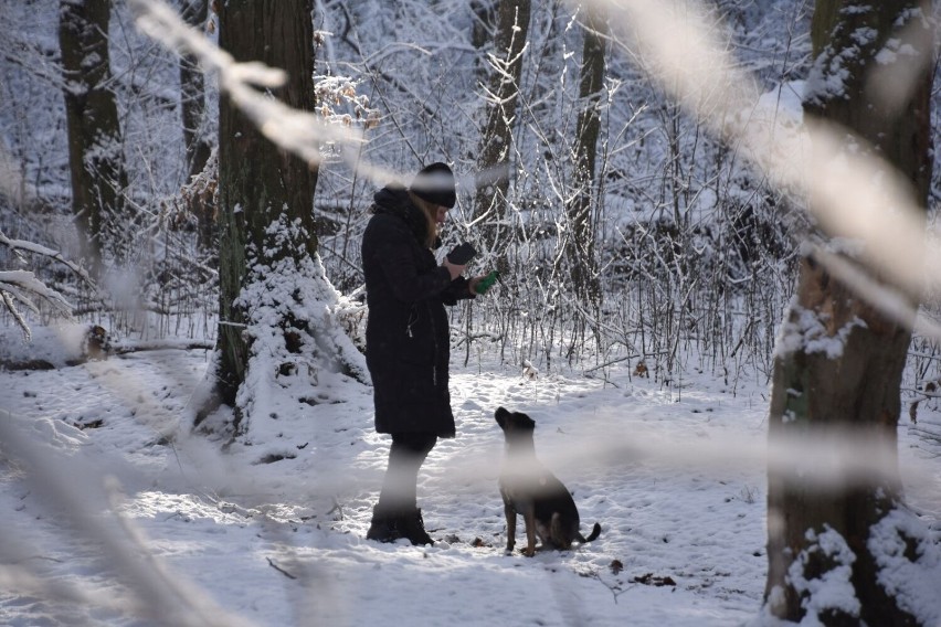 Park Poetów w Zielonej Górze w zimowej okrasie