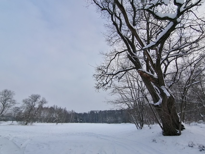 Zimowe krajobrazy nad Grabią w Kolumnie ZDJĘCIA