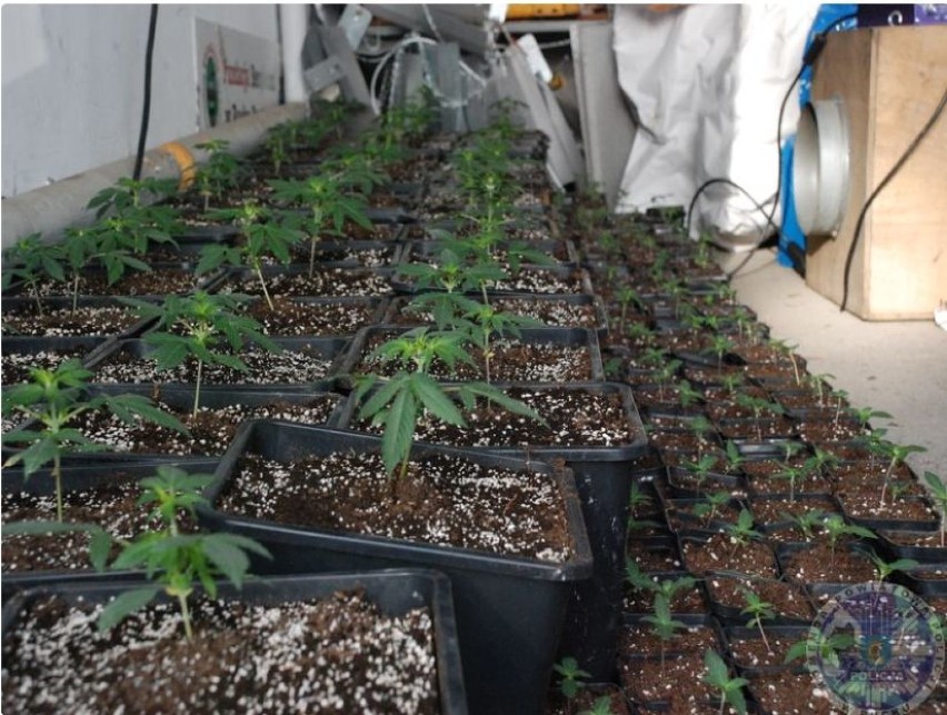Nielegalna plantacja marihuany w powiecie puckim