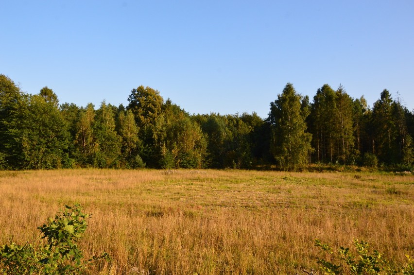 Mieszkańcy Kaczych Buków chcą zieleni, a urzędnicy miejscy fundują im blokowisko ZDJĘCIA