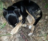 Skatowanego psa w lesie znaleźli grzybiarze. Na małą Sunię człowiek wydał wyrok śmierci 