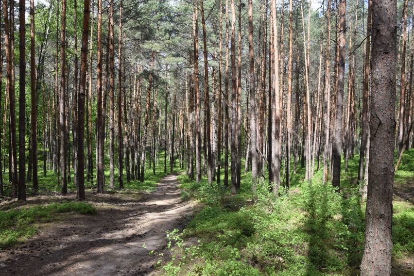 W maju zieleń na Wzgórzach Piastowskich jest najpiękniejsza....